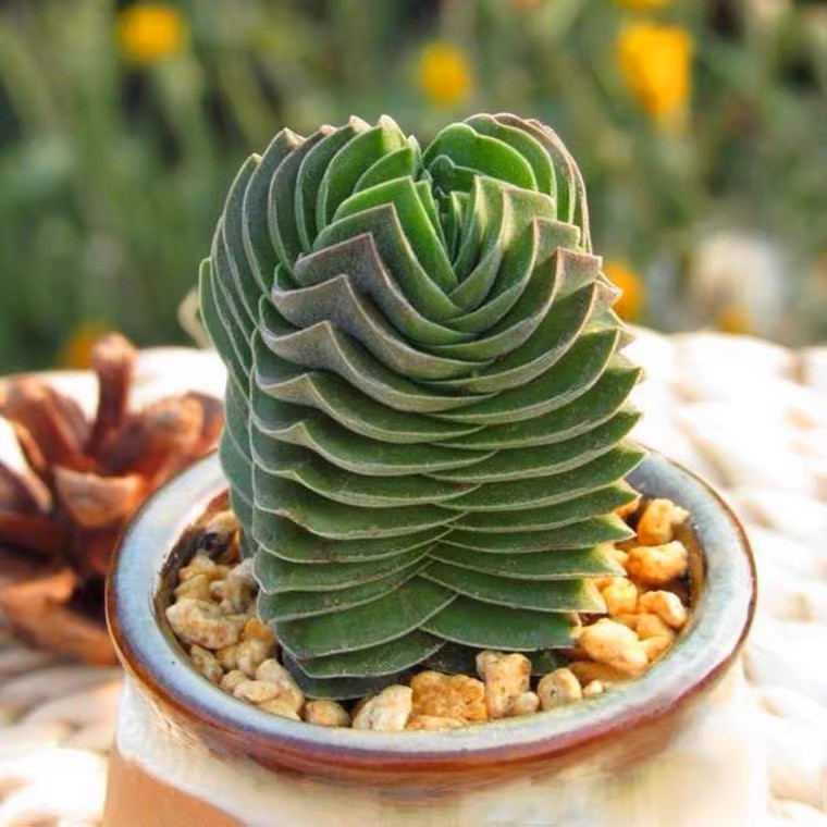 方塔多肉植物 趣味植物 稀有贵绿塔巴 奇趣品种迷你小盆栽青锁龙