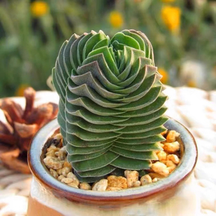 奇趣品种迷你小盆栽青锁龙 稀有贵绿塔巴 方塔多肉植物 趣味植物