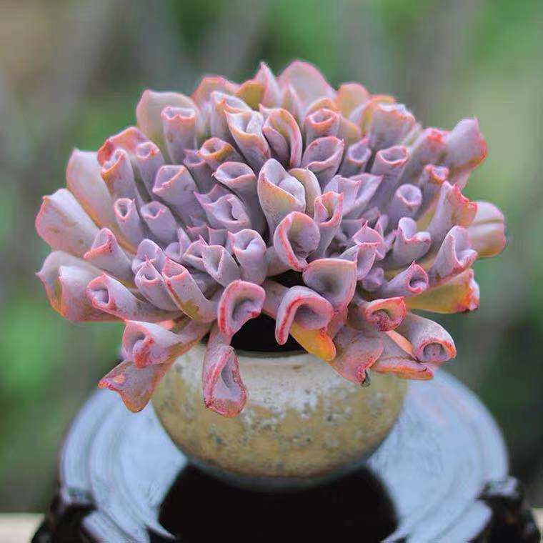 多肉植物猪鼻子多肉大颗群生多肉新品稀有植物阳台室内防辐射多肉