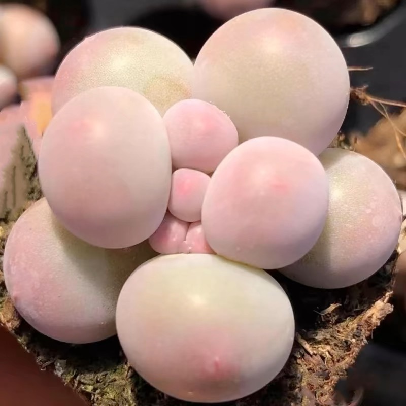 韩版汤圆手指奶酪多肉植物超萌肉新手肉控养精品超萌糖豆迷你盆栽