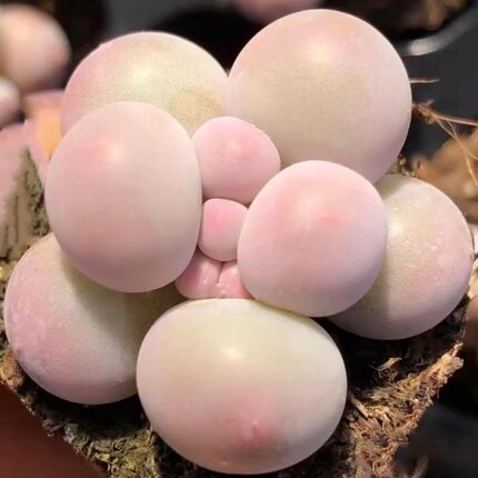 韩版汤圆手指奶酪多肉植物超萌肉新手肉控养精品超萌糖豆迷你盆栽