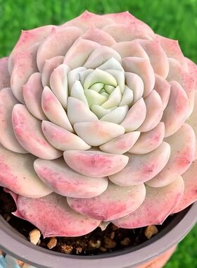 恩宠多肉植物恩宠格瑞斯多肉冰魄贵货糖心多肉高档植物盆栽防辐射
