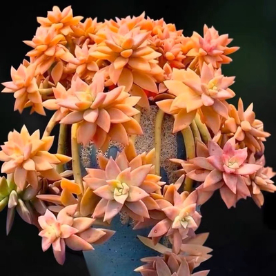 布丁多肉超大群生铭月果冻布丁老桩阳台庭院可露养高档颜值高多肉