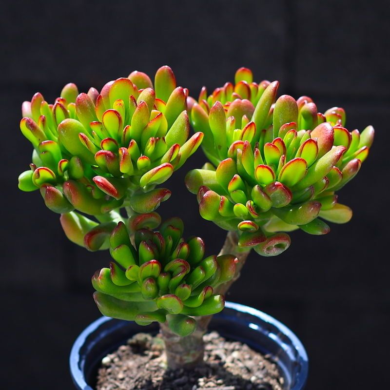 吸财树多肉植物聚财筒叶花月多年老桩超大颗马蹄红办公室组合盆栽 多肉逸居 淘优券