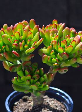 吸财树多肉植物招财树超大颗老桩