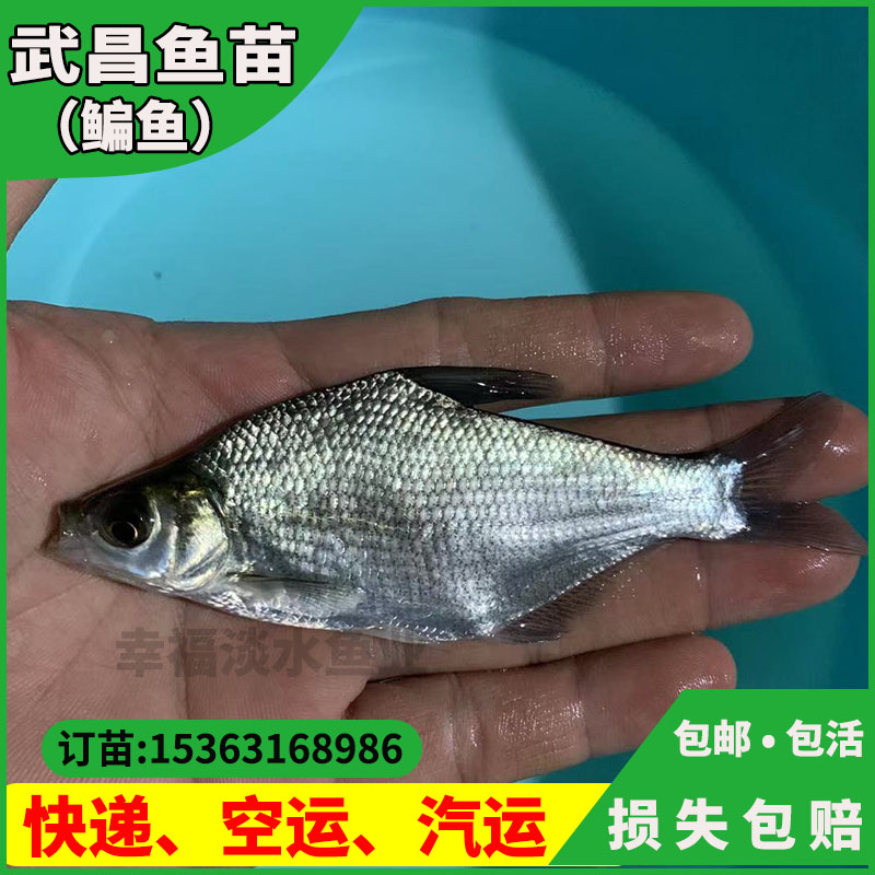 武昌鱼苗三角鲂苗编鱼团头扁鱼渔场边鱼养活食用鱼类