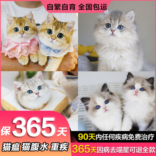 lincat90天包治猫舍包365天