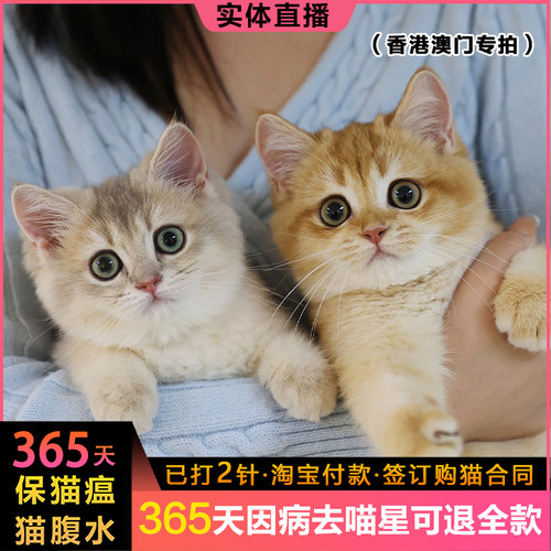 lincat英短美短布偶缅因