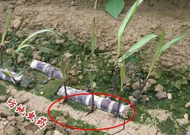 甘蔗苗黑皮甘蔗种苗广西甘蔗种子南方北方四季种植种籽红皮紫皮苗