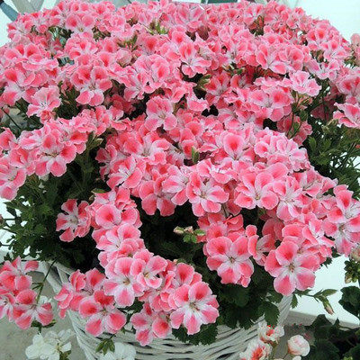 绣球草本植物阳台四季粉云托尼