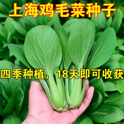鸡毛菜菜籽种青菜种子上海青小白菜种孑秋后蔬菜种籽四季大全春季