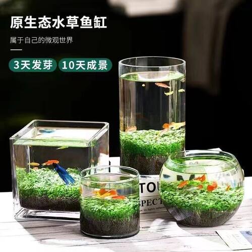 水草种子种籽微生态增氧气科学五年级人造微景观水草种子四季长青