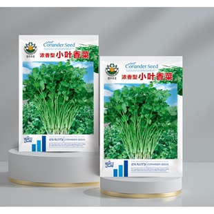 四季小香菜种子阳台室内花卉盆栽小香菜蔬菜种子四季可播种种籽