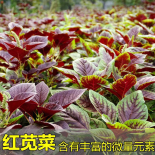 播阳台盆栽 红苋菜种子圆叶家庭小院种植一点红苋菜种籽汉旱菜四季