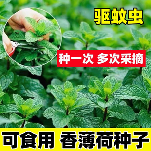 种植蔬菜种子驱蚊阳台盆栽花种孑温和柠檬薄荷 薄荷种籽子食用四季
