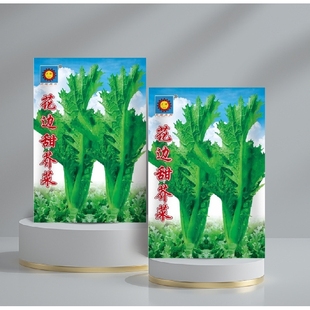 花边甜芥菜盆栽甜芥菜种子农家青菜蔬菜种籽叶子菜阳台易种四季播