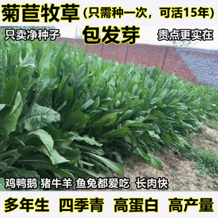 菊苣种籽大叶多年生喂猪菜种子牛羊鱼鸡鸭鹅爱吃的牧草种子兔子草
