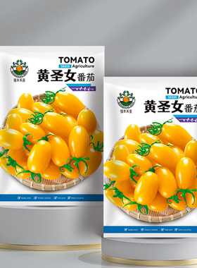 黄珍珠番茄种子味甜樱桃番茄种子小西红柿黄色圣女果种籽春夏四季