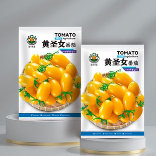 黄珍珠番茄种子味甜樱桃番茄种子小西红柿黄色圣女果种籽春夏四季