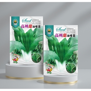 正宗高州甜麦菜种子阳台田地青蔬菜大叶油麦八角苦唛菜四季种子籽