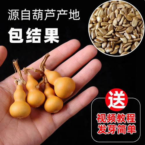 手捻小葫芦籽种四季观赏