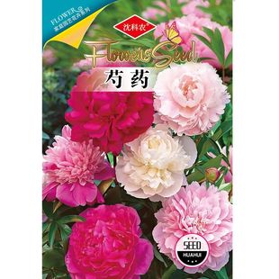 阳台庭院四季 芍药花种子室内盆栽花卉园艺植物种子 种植芍药花籽