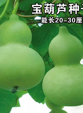 宝葫芦瓜种子食用菜葫芦可观赏可食用葫芦种籽酒葫芦厚肉早生易种