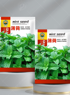 薄荷种籽子可食用四季种植种子柠檬薄荷清香香草驱蚊室内阳台盆栽