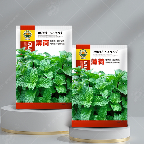 薄荷种籽子可食用四季种植种子香水留兰香薄荷驱蚊室内阳台盆栽
