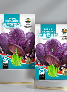 养生紫贵妃种子紫色小油菜四季大全蔬菜播种油菜种籽青菜农家种孑