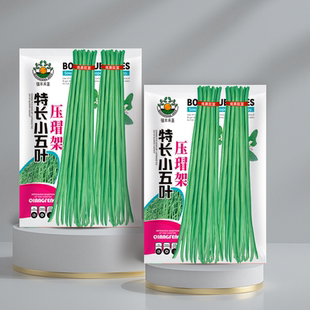 正品长豆角种子压塌架小五叶特长豇豆种籽长豆角种子豇豆春秋种