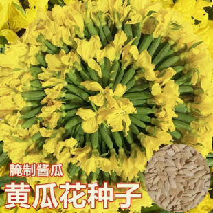黄瓜花种子小黄瓜种子农家四季蔬菜种籽 小青瓜 酱黄瓜 腌渍黄瓜