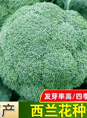 西兰花菜种子有机松花菜种籽花椰菜高产绿色花菜种孑春秋四季蔬菜