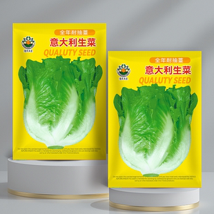 意大利生菜种子速生奶油生菜种籽苗春四季播家庭阳台大田蔬菜种子