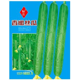长香丝瓜种子肉丝瓜长棱丝瓜蔬菜种孑特嫩香丝瓜籽楼顶阳台可盆栽