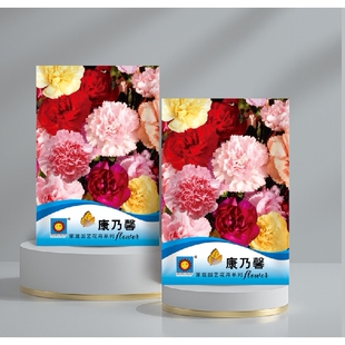 重瓣康乃馨种子易种活花卉盆栽阳台室内室外四季开花植物花种子孑