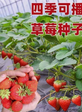四季奶油草莓种籽子阳台盆栽室内外家庭水果白红色草莓种子大果型