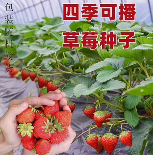 四季奶油草莓种籽子阳台盆栽室内外家庭水果白红色草莓种子大果型