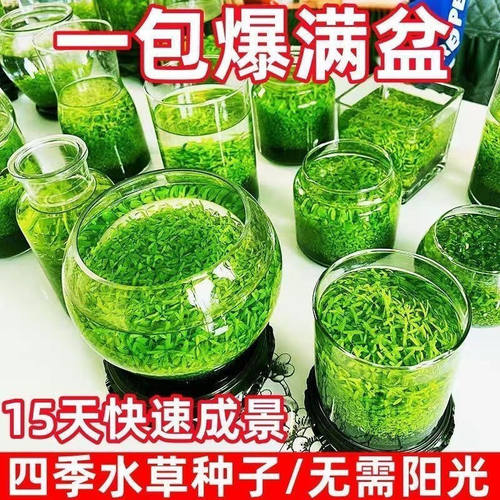 绿色水草种子生态玻璃瓶盆栽绿植装饰草缸鱼缸造景水培植物种籽