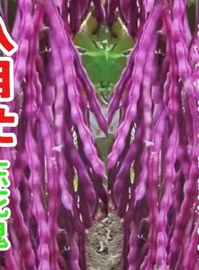 八月忙冻死鬼豆角种子耐寒耐热高产量无筋芸豆角种子长芸豆四季播