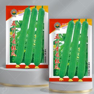 长香丝瓜种子肉丝瓜长棱丝瓜蔬菜种孑特嫩香丝瓜籽楼顶阳台可盆栽