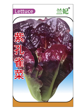 紫色孔雀菜种子生菜种籽四季青菜沙拉菜种孑盆栽庭院春季菜籽蔬菜