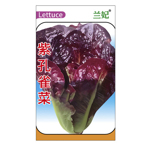 兰妃紫色孔雀菜种子四季盆栽