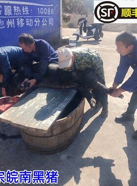 皖南黑猪土猪前后腿肉农家散养