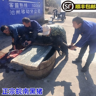 正宗乡下农家喂养皖南黑毛猪肉新鲜现杀土猪前腿后腿肉五花肉肋条