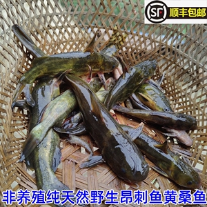 皖南非养殖溪流河野弯丁黄嗓黄骨鱼 黄辣丁鲜活现杀昂刺鱼黄丫2斤