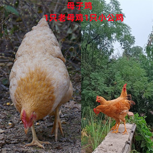 母子鸡 纯粮虫草2年皖南土鸡土鸭+童子小公鸡 深山野外放养鸡鸭