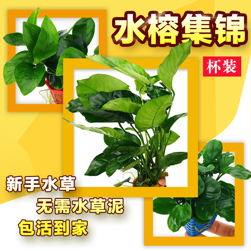 淡水鱼缸活体水草水榕系列大叶榕小榕巴榕迷你榕阴性造景无需CO2