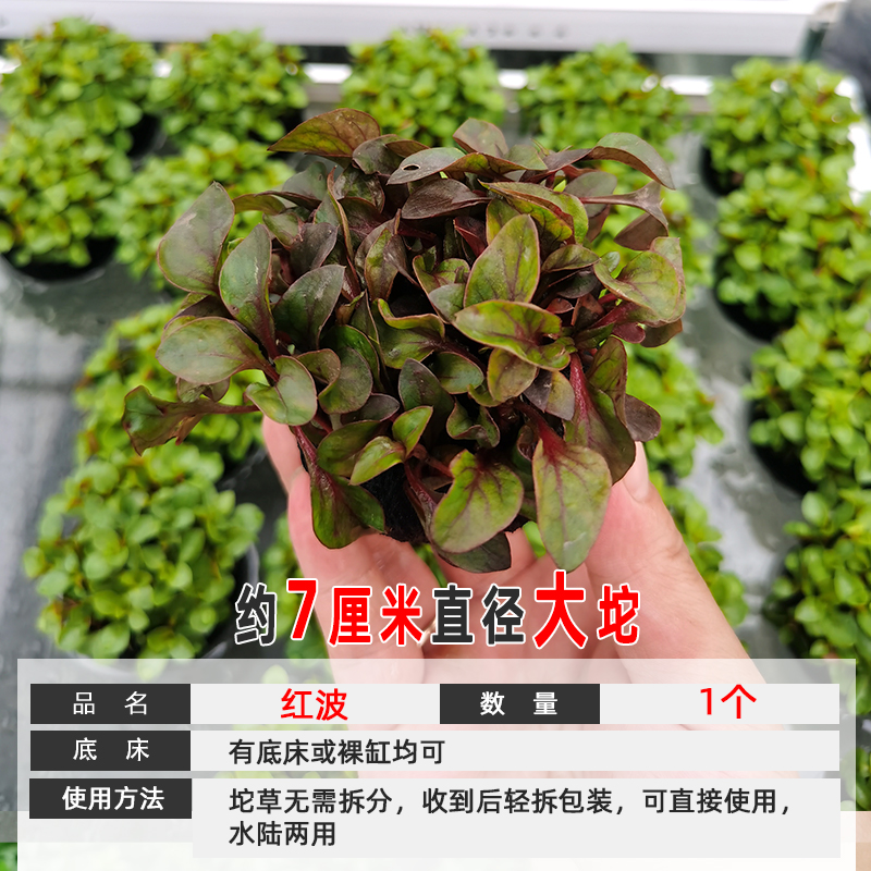 淡水鱼缸活体懒人坨草红波/红灯中前景有茎类红色真水草水陆通用