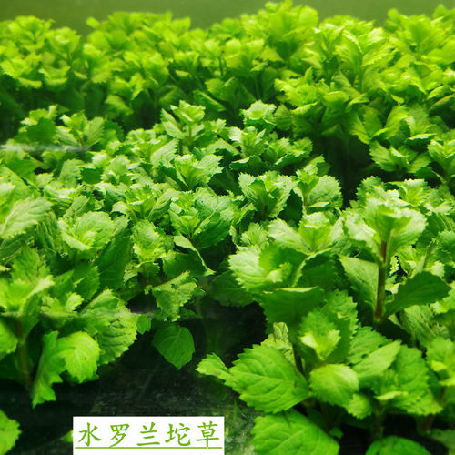 水罗兰水草销量排行榜 水罗兰水草品牌热度排名 小麦优选